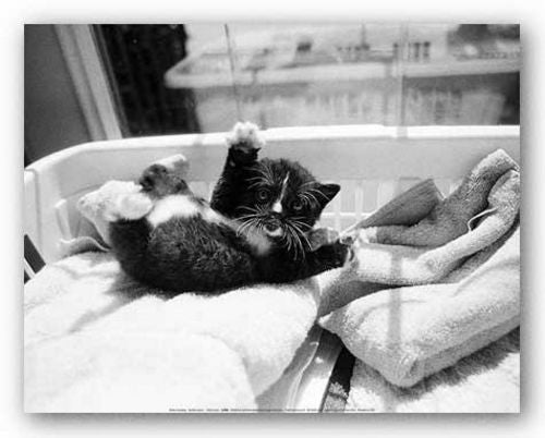 Kitten Laundry by Kim Levin