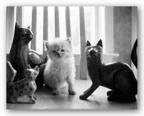 Ragdoll Kitten by Kim Levin