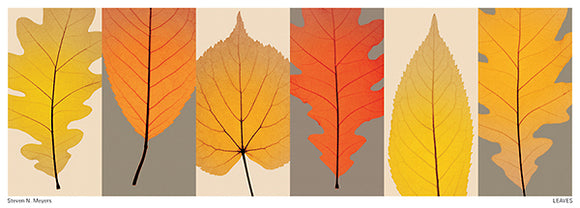 Leaves by Steven N. Meyers