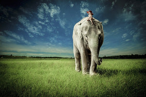 Elephant Carry Me by Jeffrey Madison
