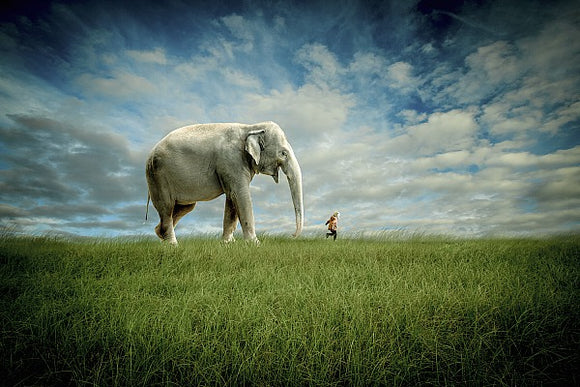 Elephant Follow Me by Jeffrey Madison