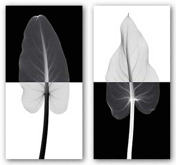 Calla Leaf Set by Steven Meyers