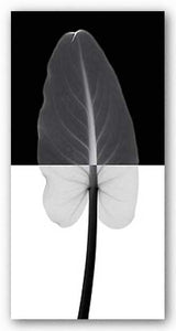 Calla Leaf I by Steven Meyers