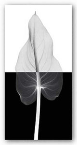 Calla Leaf II by Steven Meyers