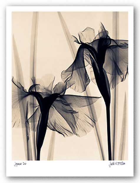 Japanese Iris by Judith McMillan