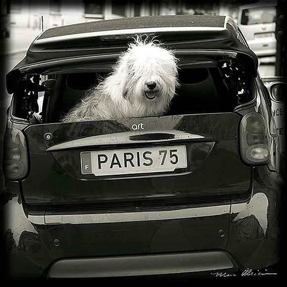 Paris Dog I by Marco Olivier