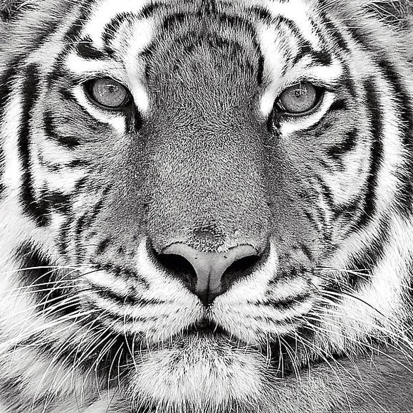 Tiger by PolarINC Studio