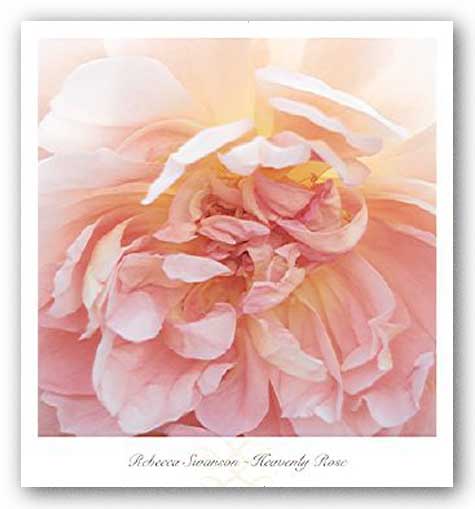 Heavenly Rose by Rebecca Swanson