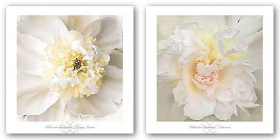 Paeonia and Peony Praise Set by Rebecca Swanson