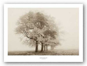 Harmony in Fog by Igor Svibilsky