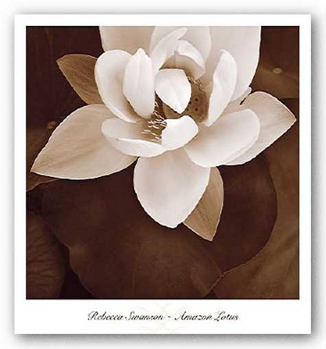 Amazon Lotus by Rebecca Swanson