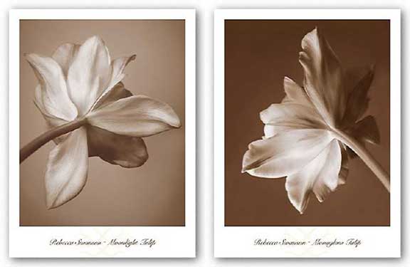 Moonglow Tulip and Moonlight Tulip Set by Rebecca Swanson