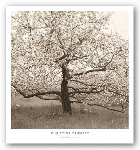 Apple Tree in Bloom by Christine Triebert