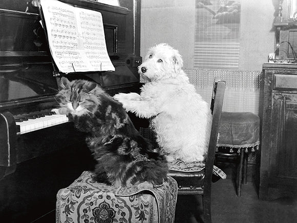 Cat and Dog Playing Piano