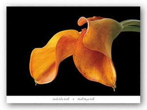 Double Orange Calla by Amalia Veralli