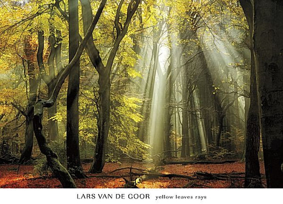 Yellow Leaves Rays by Lars Van de Goor