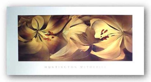 Lilies #35 by Huntington Witherill