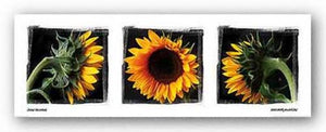 Sunflower Collection by Ilona Wellmann