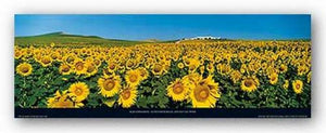 Sunflower Field, Andulucia, Spain by Koji Yamashita