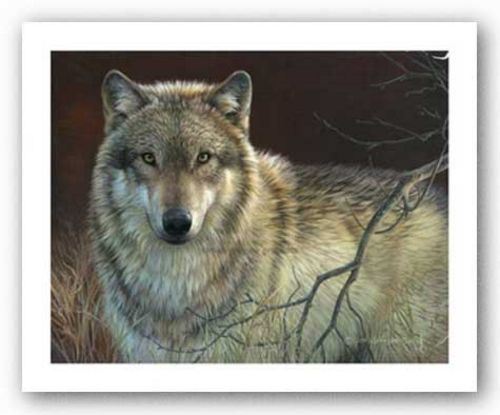 Uninterrupted Stare - Gray Wolf by Joni Johnson-Godsy