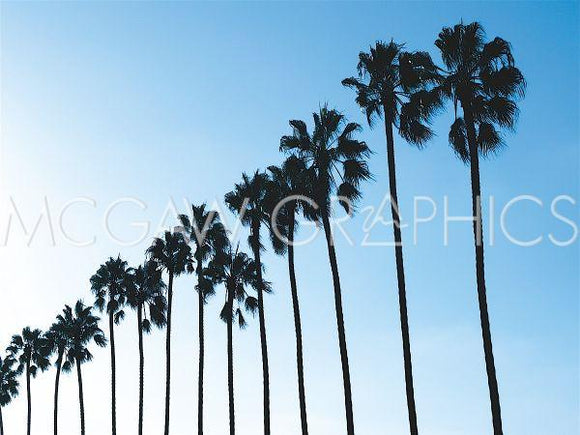 La Jolla Palms by Jenny Kraft