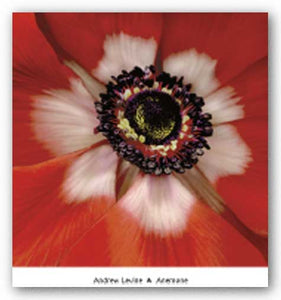 Anenome by Andrew Levine