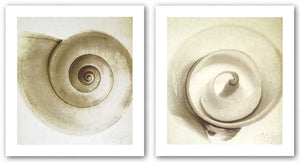 Cut Shell and Snail Shell Set by Michael Mandolfo