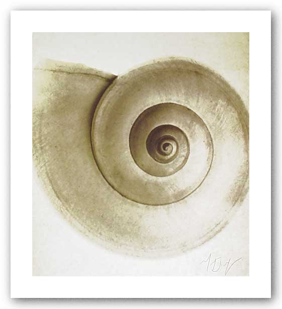 Snail Shell by Michael Mandolfo