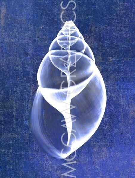 Achatina Shell (indigo) by Bert Myers