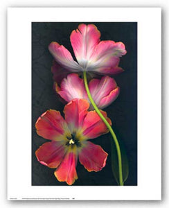 Three Parrot Tulips Fading by Christina Flokowski