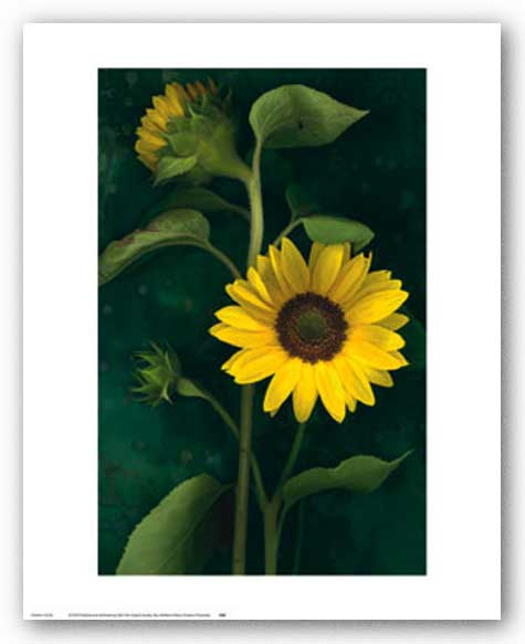 Two Sunflower Stems by Christina Flokowski