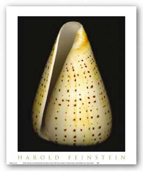 Lesser Butterfly Cone by Harold Feinstein