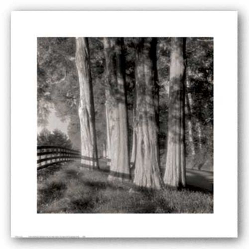 Cedars by Doug Burgess
