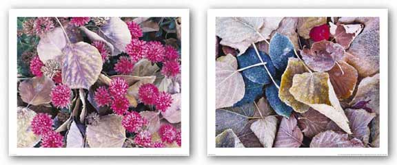 Fallen Rose Petal and Autumn Tapestry Set by Bob Hills