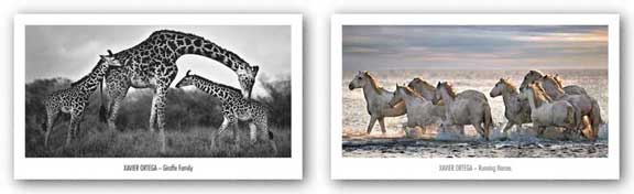 Running Horses and Giraffe Family Set by Xavier Ortega