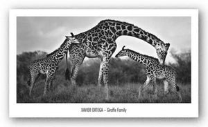 Giraffe Family by Xavier Ortega