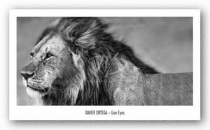 Lion Eyes by Xavier Ortega