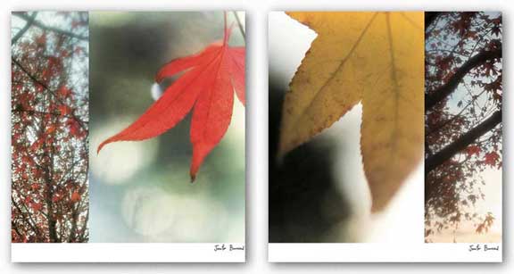 Autumn Leaves Set by Jennifer Broussard