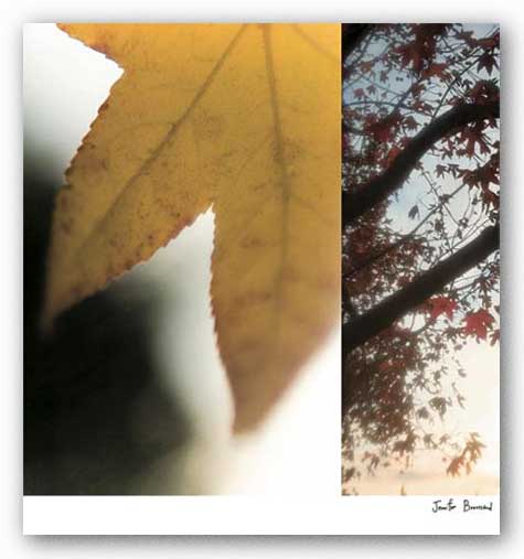 Autumn Leaves II by Jennifer Broussard