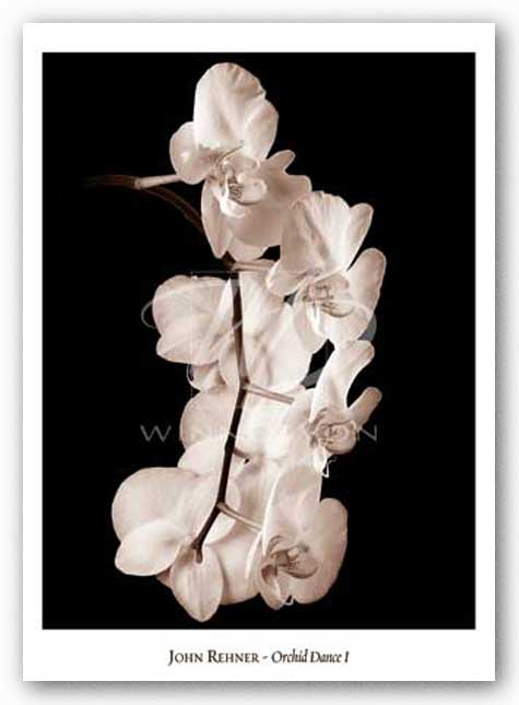 Orchid Dance I by John Rehner