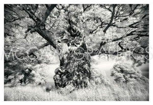 Portrait of a Tree, Study 1 by Marcin Stawiarz