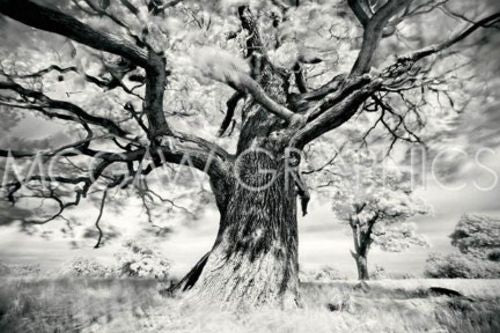 Portrait of a Tree, Study 2 by Marcin Stawiarz