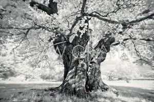 Portrait of a Tree, Study 18 by Marcin Stawiarz