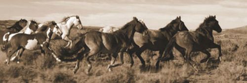 Wild Horses by Claude Steelman