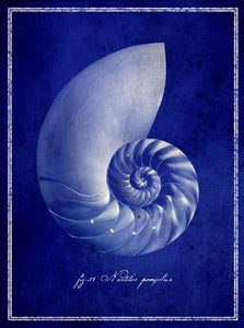 Nautilus Shell by GI Artlab