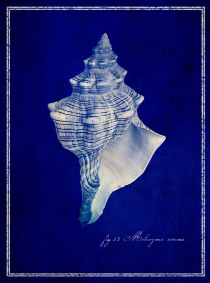 Conch Shell by GI Artlab