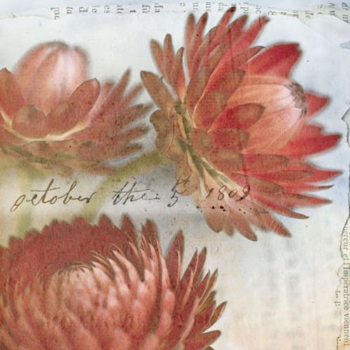 Red Strawflower I by Thea Schrack