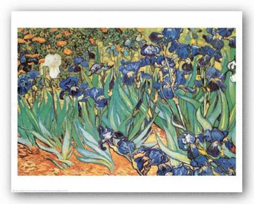 Iris Garden by Vincent Van Gogh