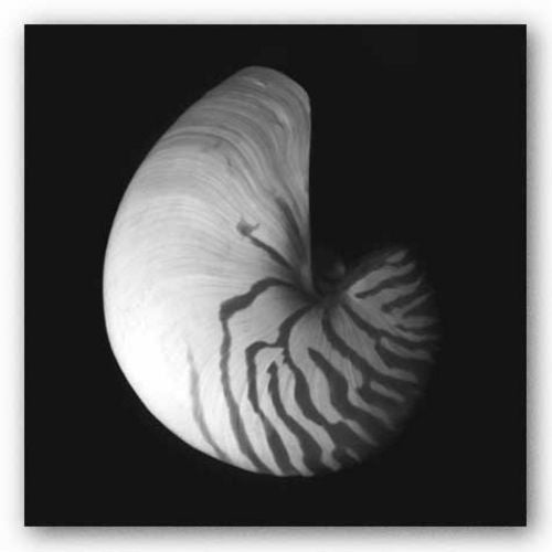Shell Collection III by Ily Szilagyi