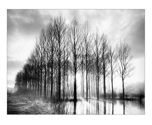 Trees in Normandy by Bill Philip